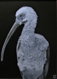 rode ibis